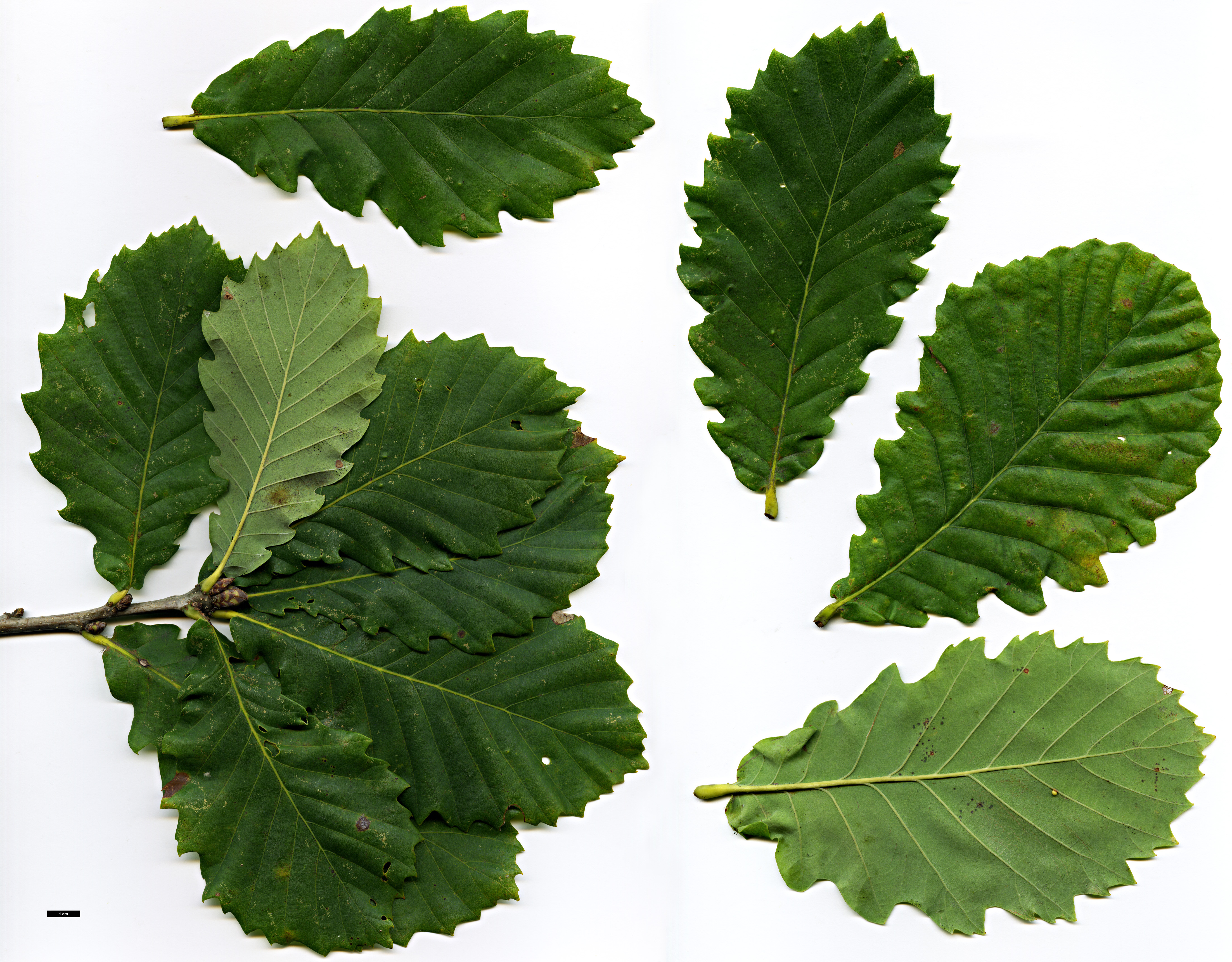 High resolution image: Family: Fagaceae - Genus: Quercus - Taxon: ×hickelii - SpeciesSub: 'Giesselhorst' (Q.pontica × Q.robur)